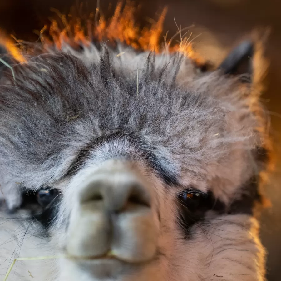 Alpaca & Llama Farm Tour Experience