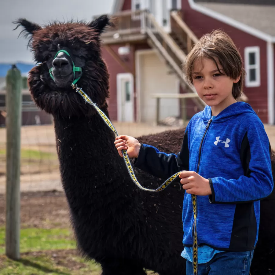 Alpaca & Llama Farm Tour Experience