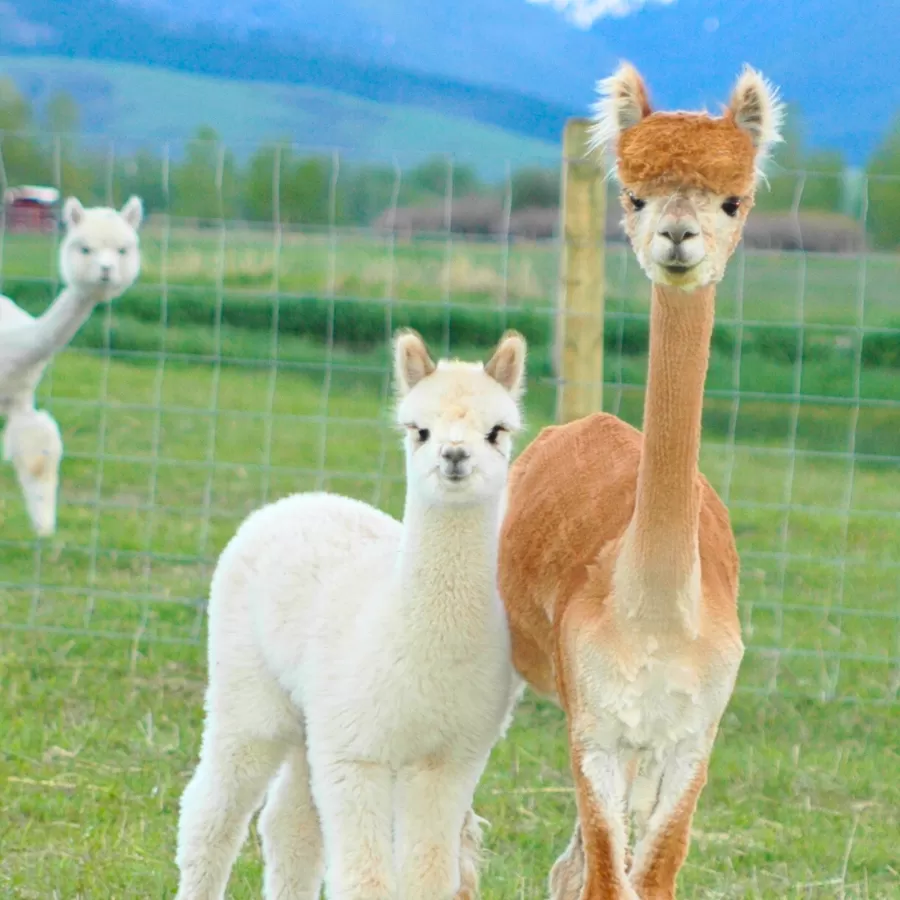 Alpaca & Llama Farm Tour Experience