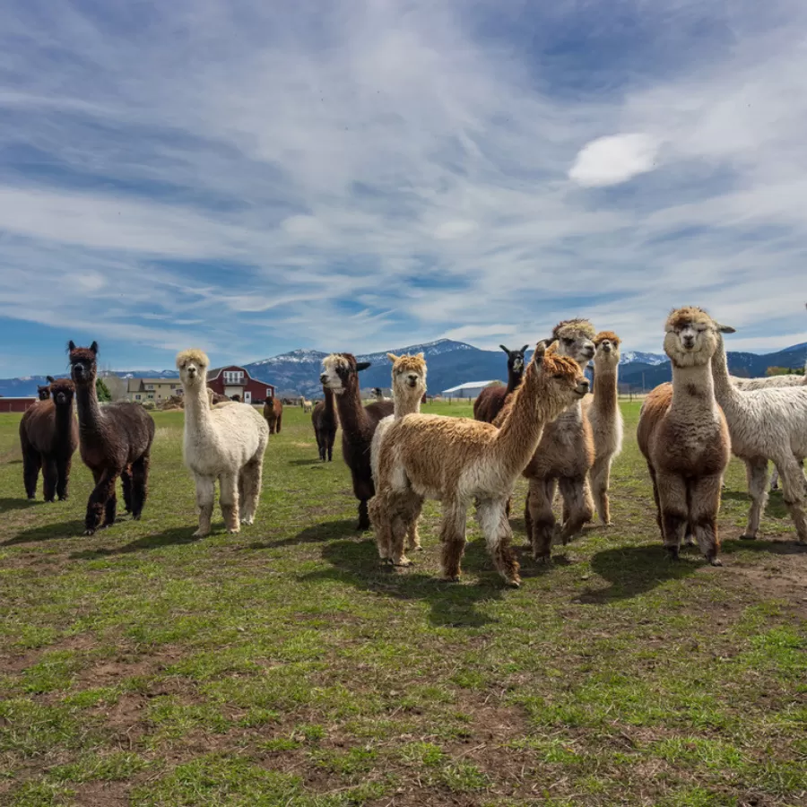 Alpaca & Llama Farm Tour Experience