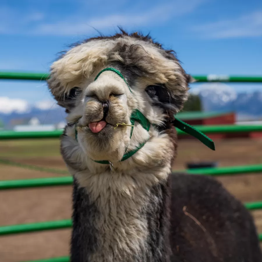 Alpaca & Llama Farm Tour Experience