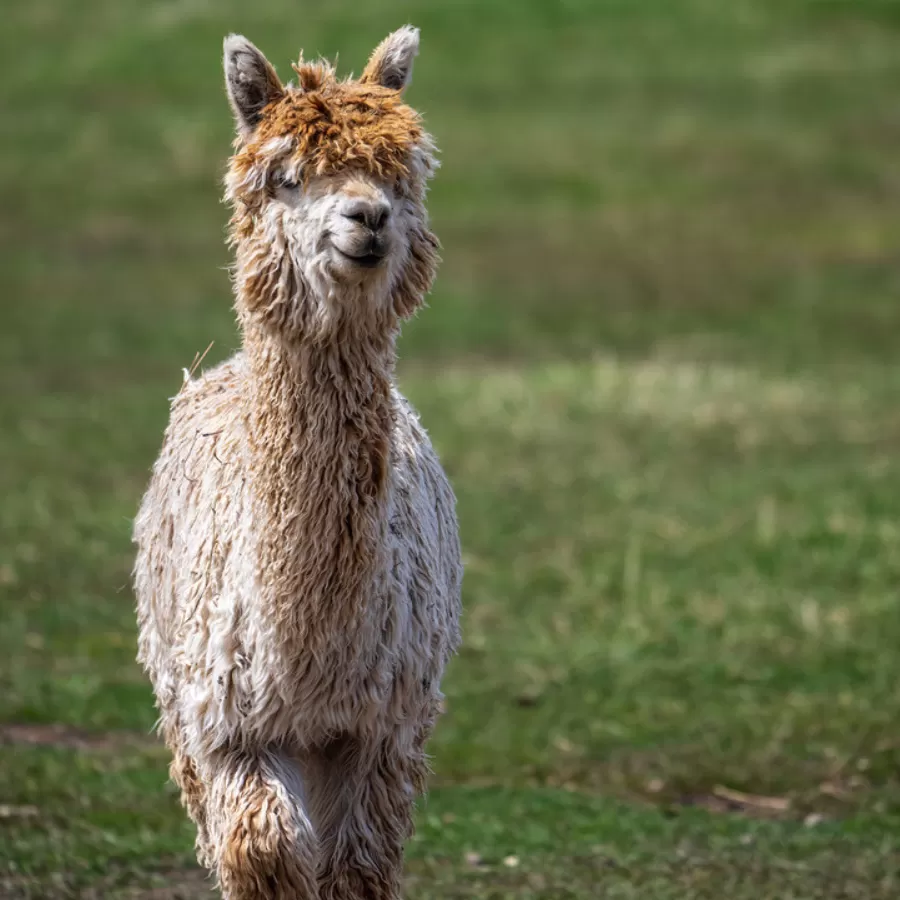 Alpaca & Llama Farm Tour Experience